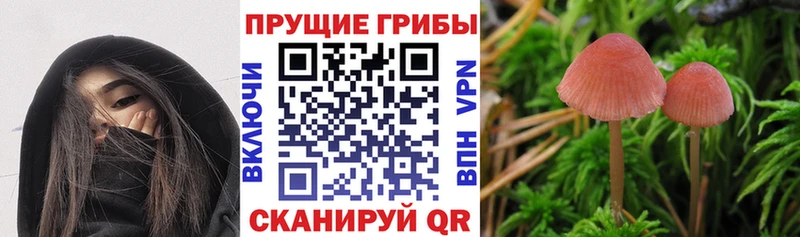 Псилоцибиновые грибы прущие грибы МЕГА ссылка Тверь закладка