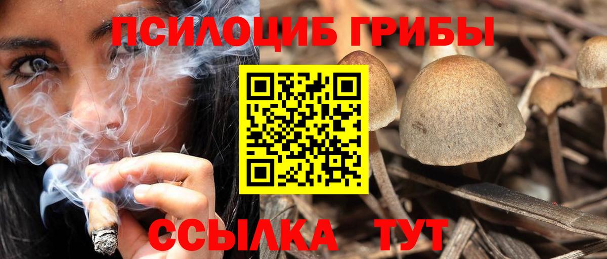 Тверь  Псилоцибиновые грибы Cubensis  Вход с VPN 