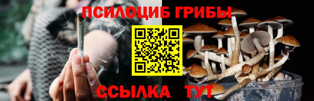 Псилоцибиновые грибы Psilocybe Тверь
